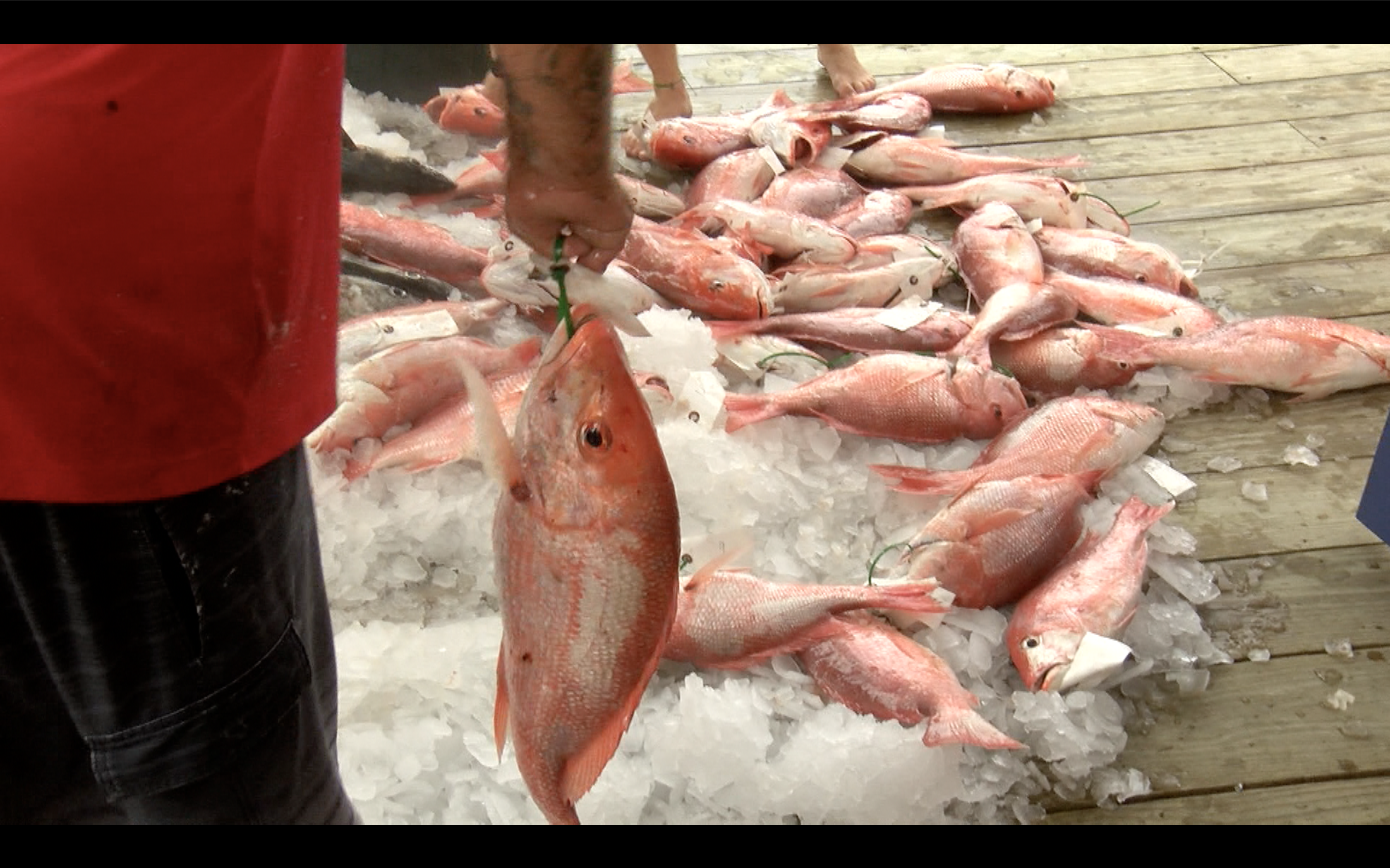 Deep Sea Roundup fishing tournament returns to Port Aransas after pandemic-related one year hiatus - Vimarsana News